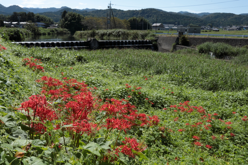 彼岸は過ぎたけれど、