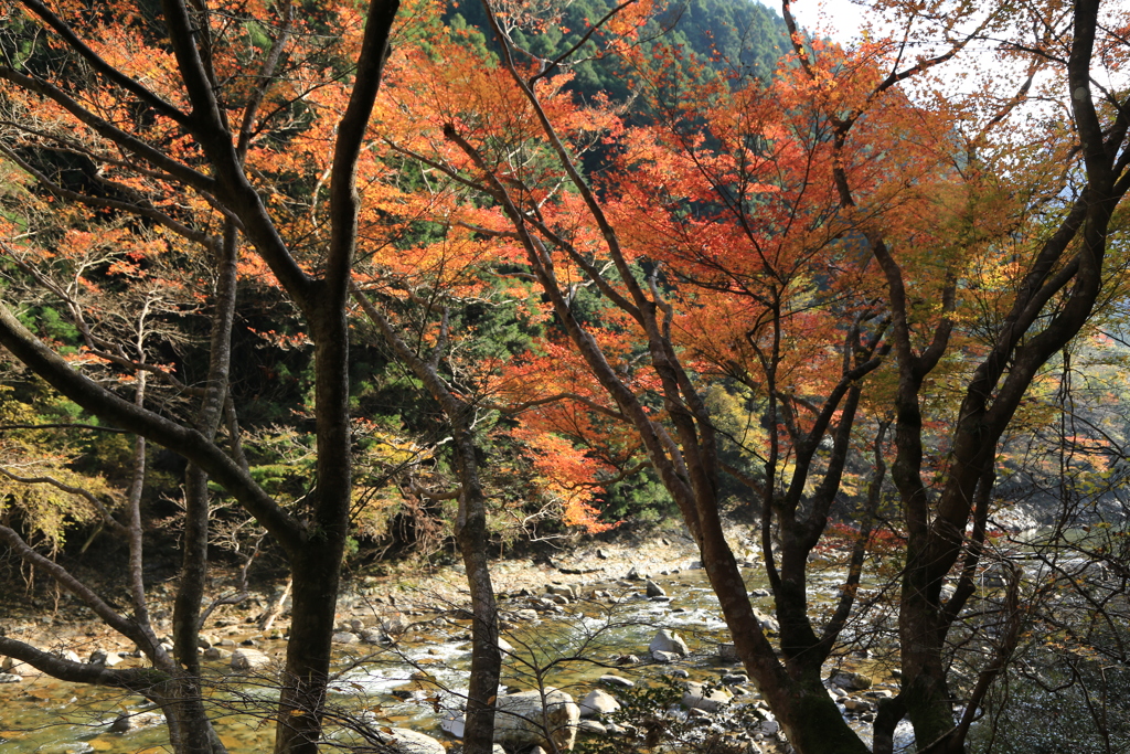 香落渓 紅葉を求めて By Nabari Jin Id 写真共有サイト Photohito