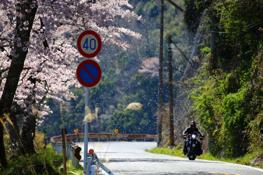 桜吹雪