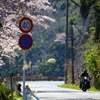 桜吹雪