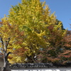 秋深まる