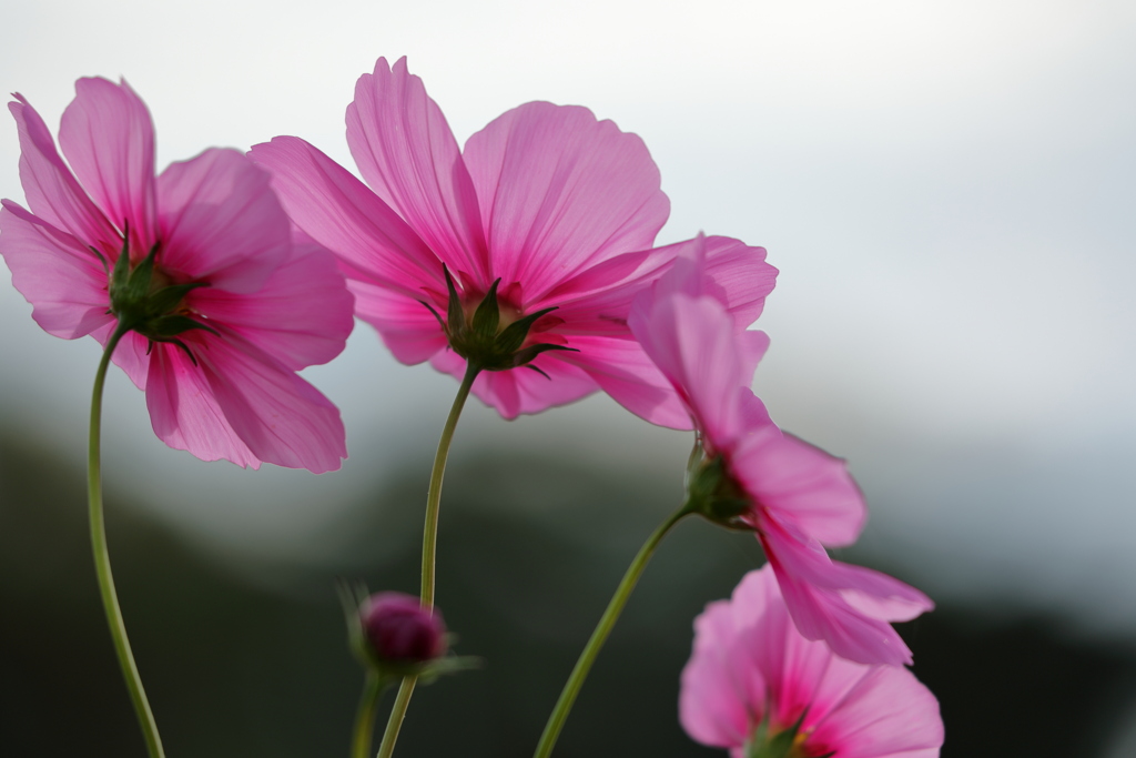 コスモスの花咲く