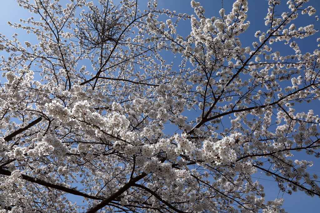 桜の咲く風景