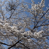 桜の咲く風景