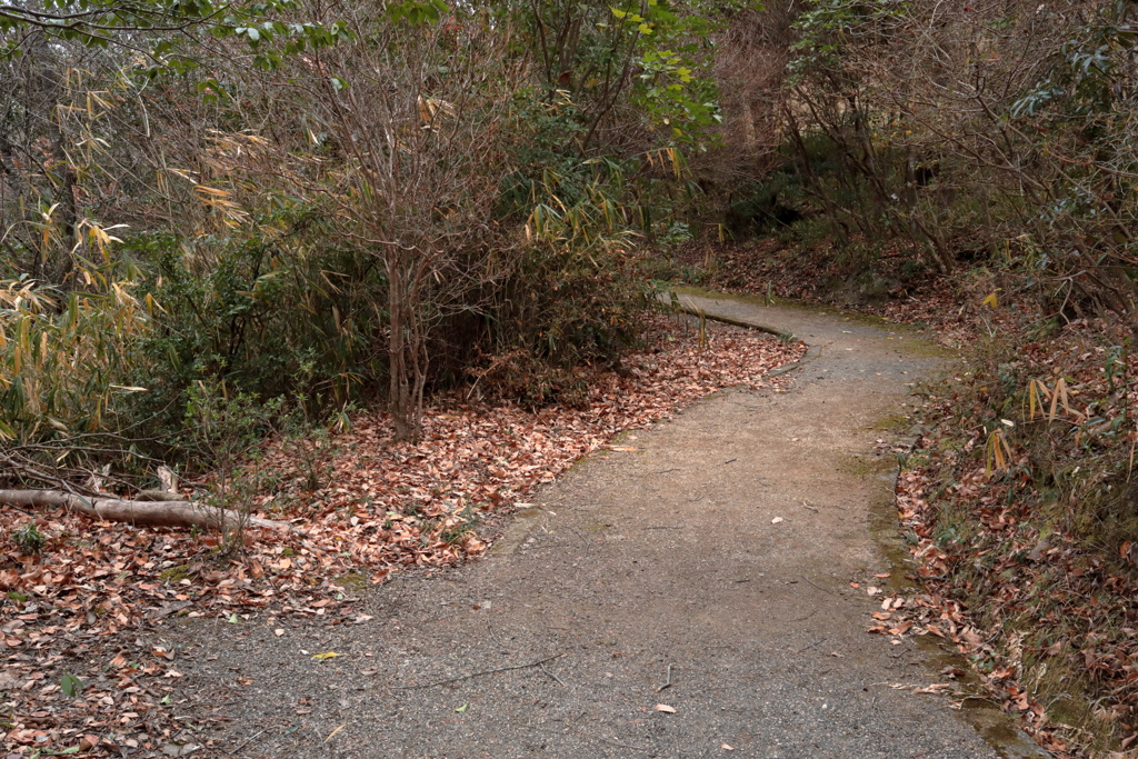 冬の散歩道