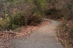 冬の散歩道