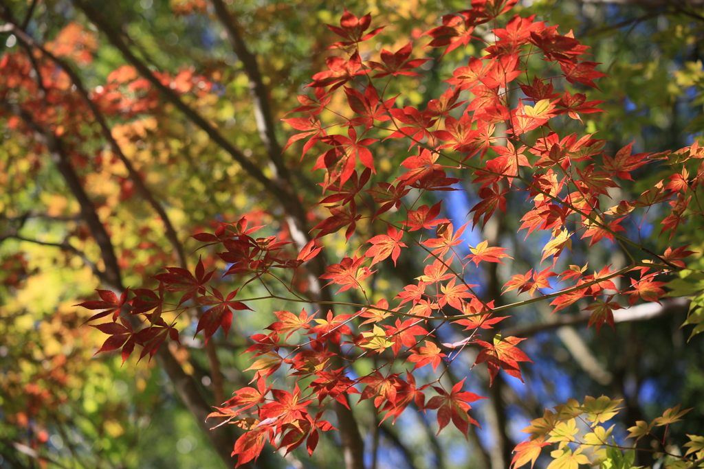 紅葉の頃