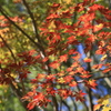 紅葉の頃