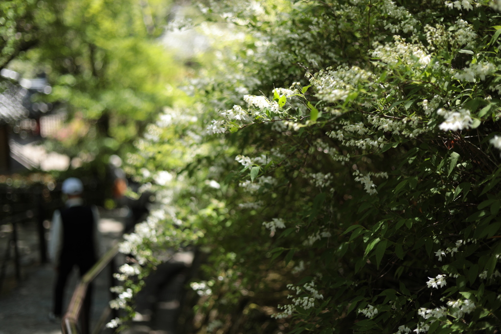 花の寺　長谷寺