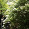 花の寺　長谷寺
