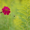 コスモスの花