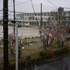 桜雨
