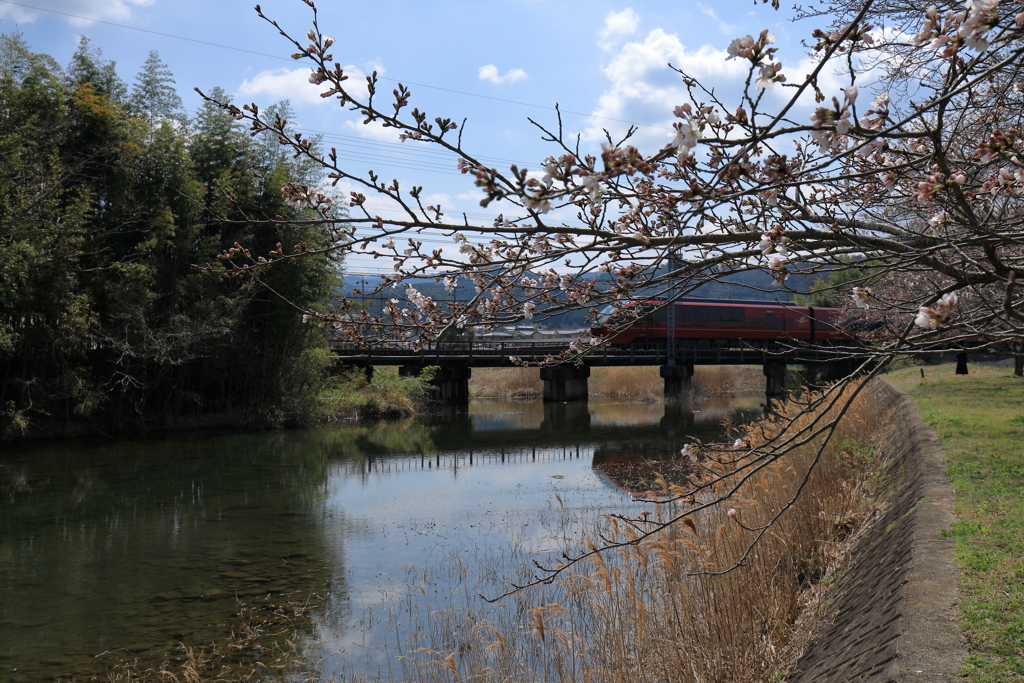 桜咲く頃