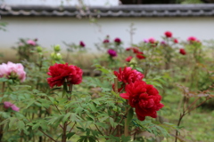 ５月の長谷寺　牡丹