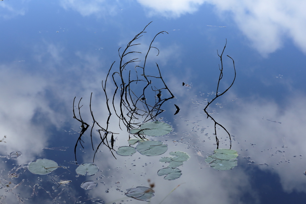 水面の枯れ枝
