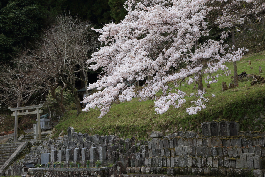 桜三昧