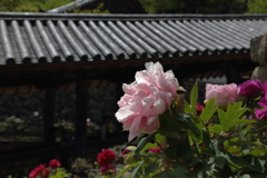 5月の長谷寺　登廊