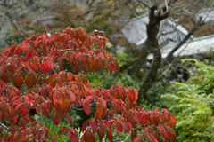 長谷寺　秋景色