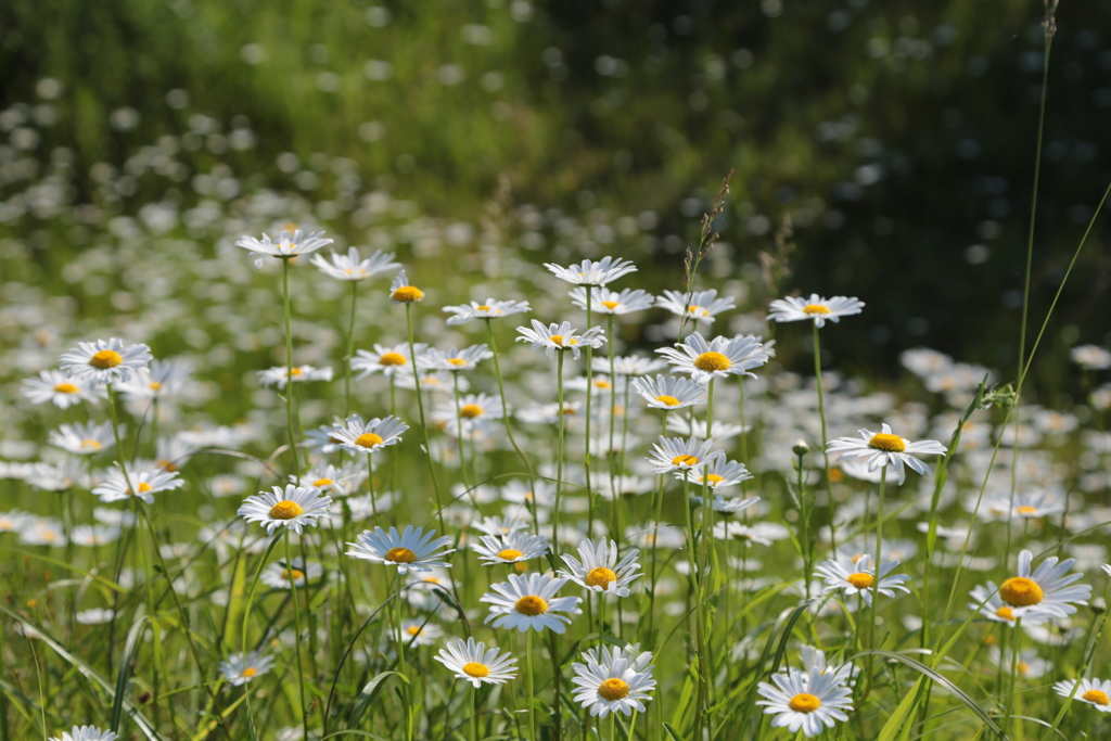 道草（フランスギク）