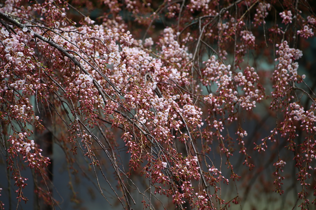 花を探して赤目へ