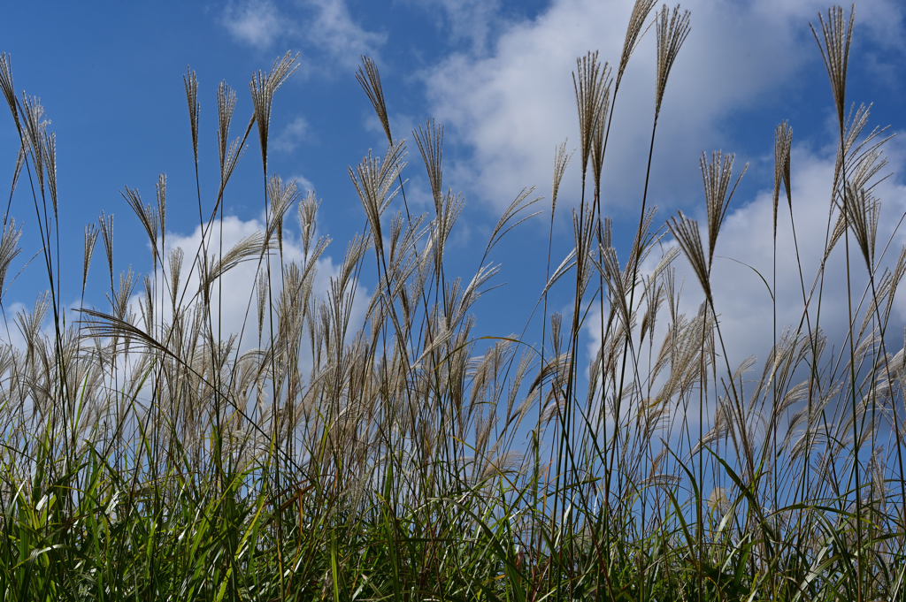 ススキの山
