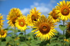 夏が来たー