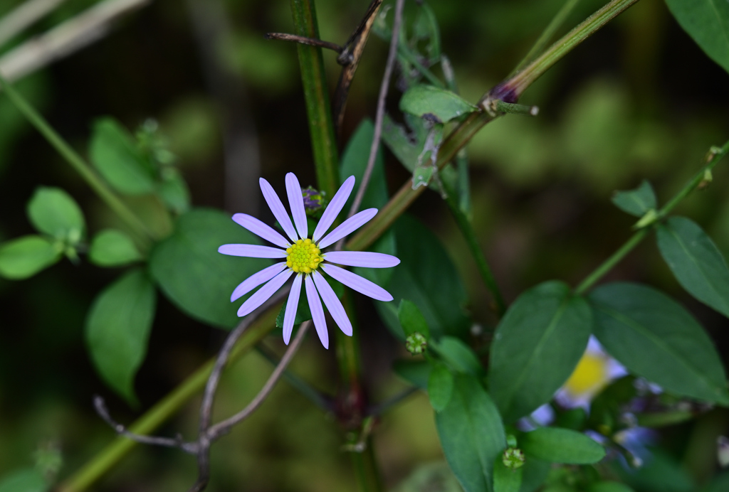 秋の草花