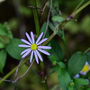 秋の草花