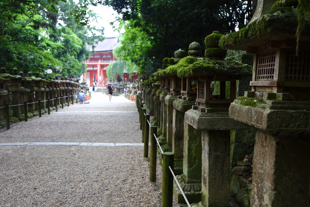 灯篭が並ぶ参道　春日大社