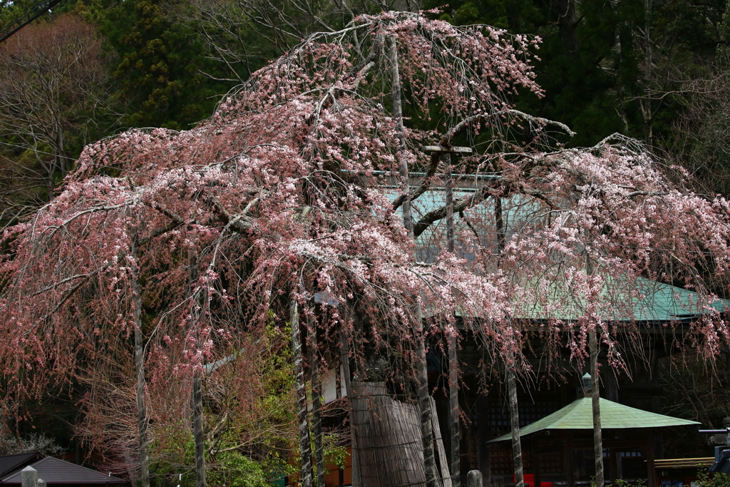 花を探して赤目へ
