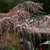 花を探して赤目へ