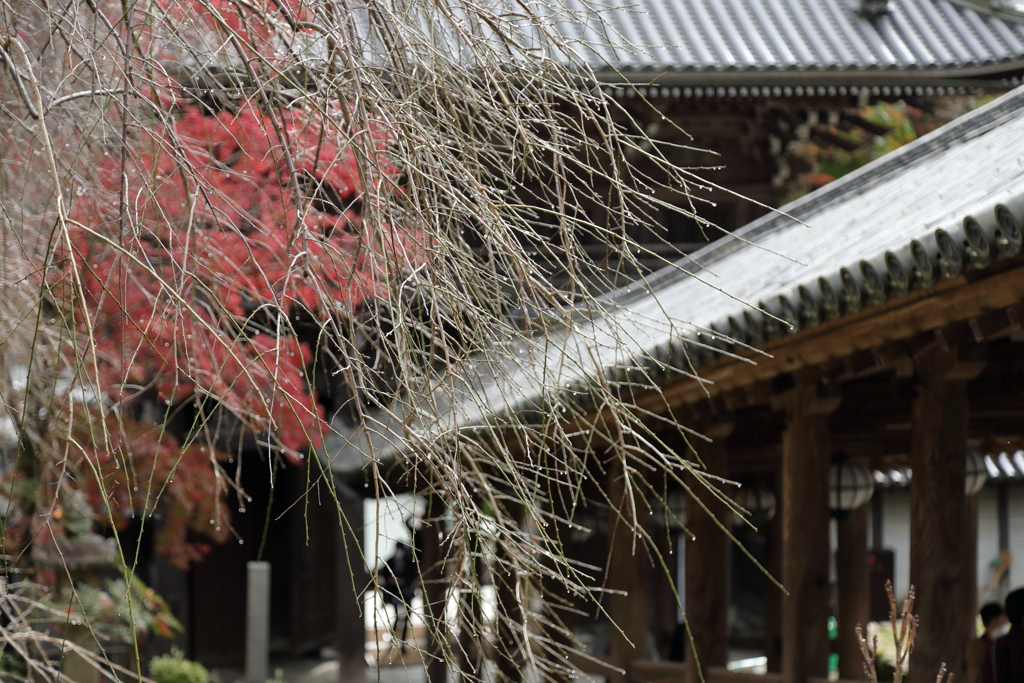 錦秋・長谷寺