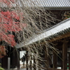 錦秋・長谷寺