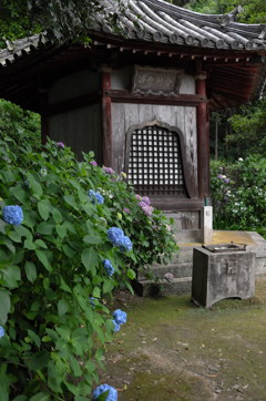 奈良のあじさい寺