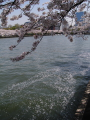 桜ノ宮の桜咲く