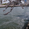 桜ノ宮の桜咲く
