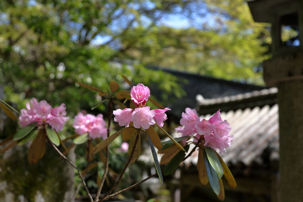 大和國 長谷寺