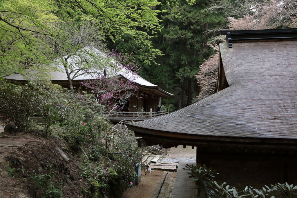 石楠花の寺