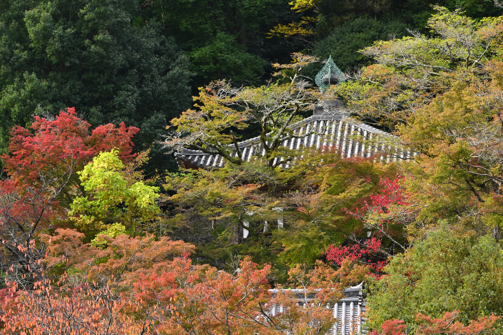 長谷寺　秋景色
