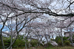 金曜の桜