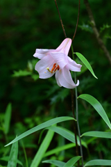 笹ゆりの花