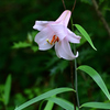 笹ゆりの花