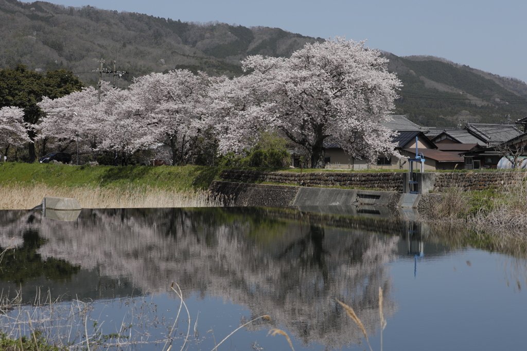 桜花ファイナル