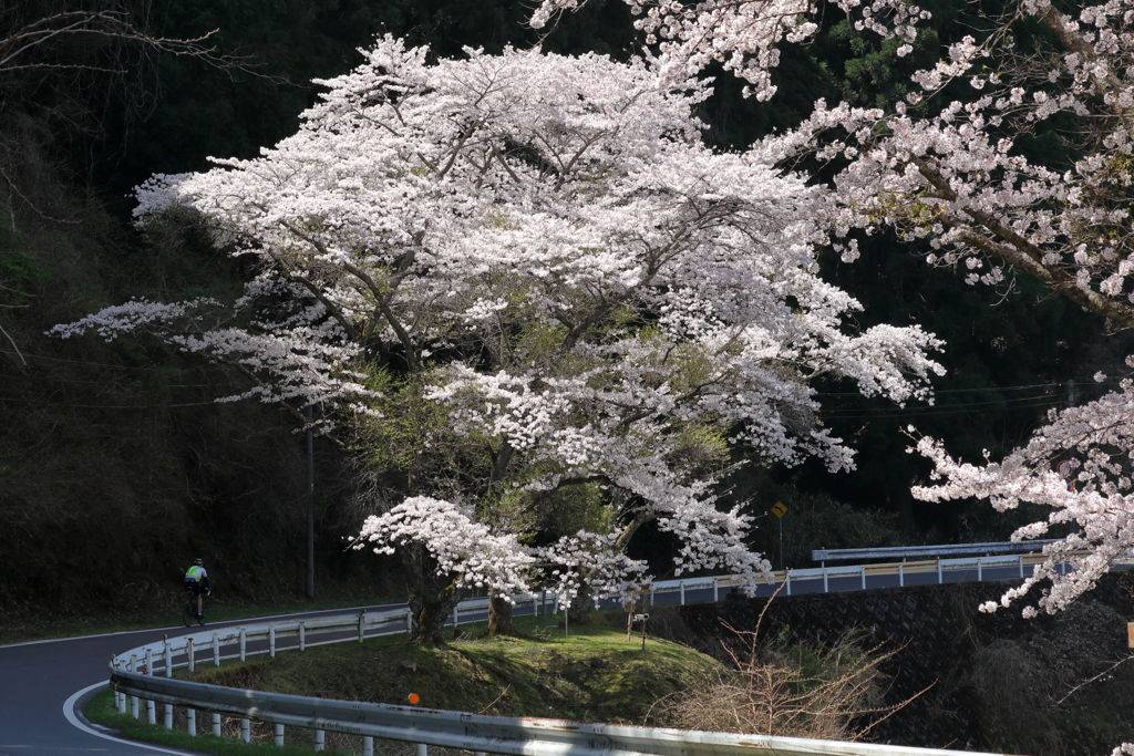 湖畔のサイクルロード