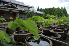 地蔵院青蓮寺の蓮