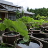 地蔵院青蓮寺の蓮