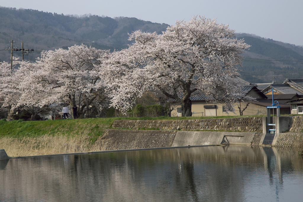 川堤にて