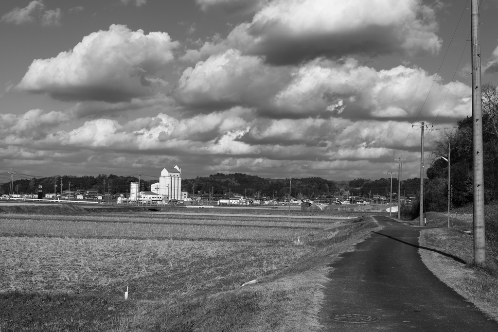 冬の田圃