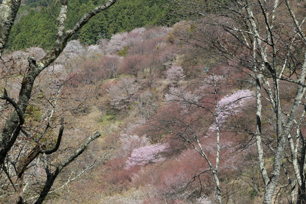 吉野桜　中千本