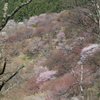 吉野桜　中千本